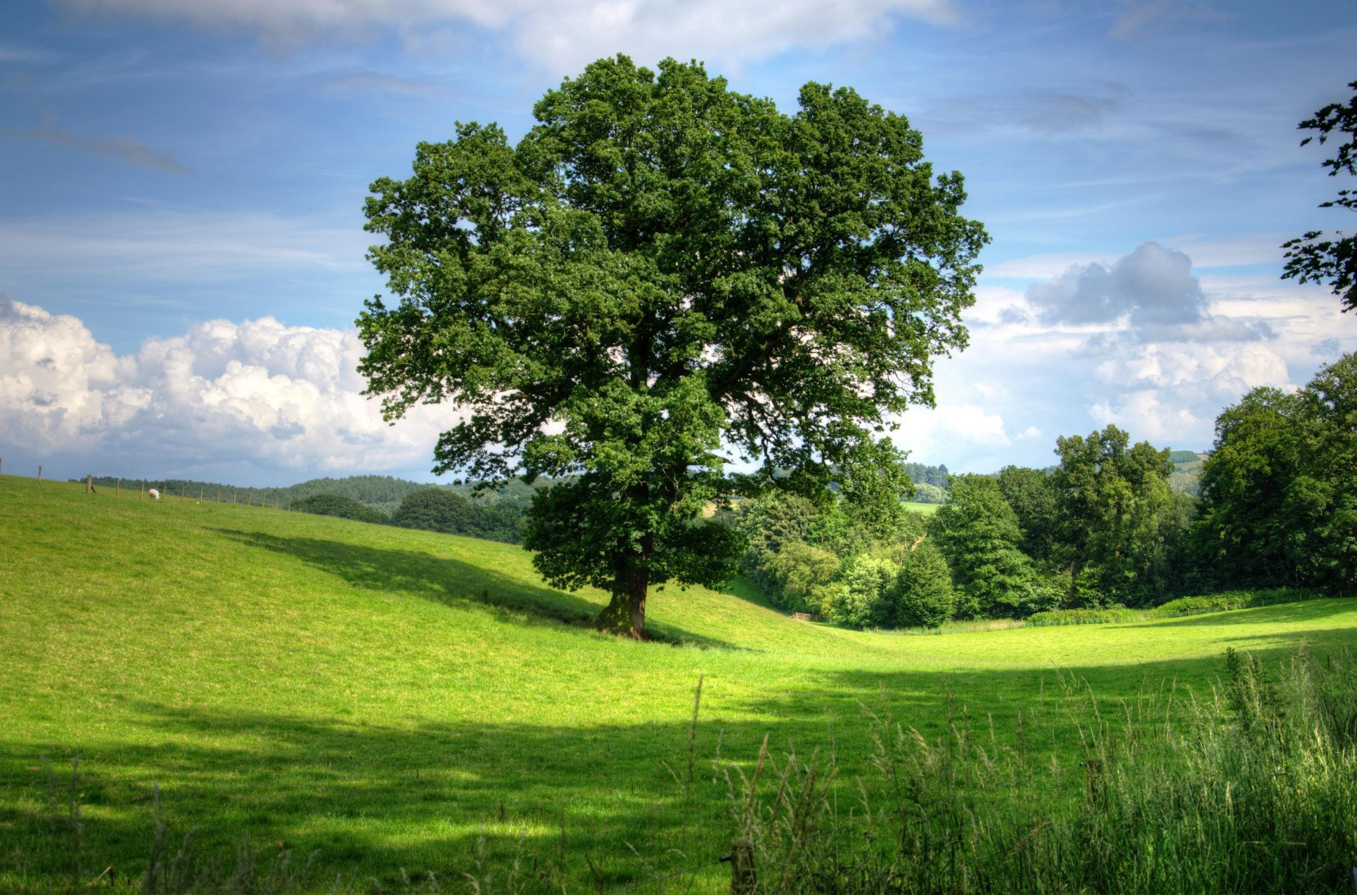 A majestic oak tree in full summer foliage stands proudly in the middle of a lush green field, casting a wide shadow across the grass. Rolling hills and clusters of trees stretch into the distance beneath a bright blue sky filled with fluffy white clouds. This peaceful rural landscape is perfect for illustrating blogs about nature, countryside living, and the importance of tree preservation orders (TPOs) in areas such as Orpington, Bromley, Beckenham, and South East London. Highlighting protected trees adds to the charm of local property markets, where natural surroundings increase desirability and value.