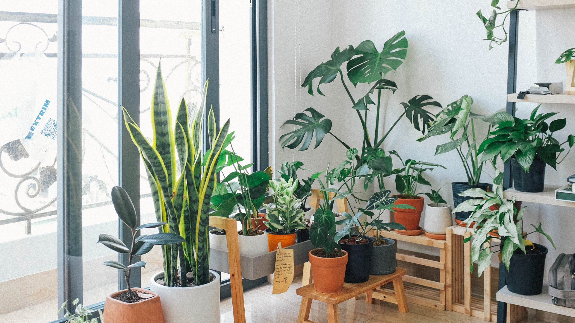 A bright indoor corner filled with a variety of potted houseplants arranged near large floor-to-ceiling windows. The plants include tall snake plants, monstera, rubber plant, pothos, and other leafy tropical varieties in pots of different sizes and colors. Some sit on wooden stools and stands, creating layered height, while natural sunlight streams through the windows, giving the space a fresh, calming, greenhouse-like atmosphere.