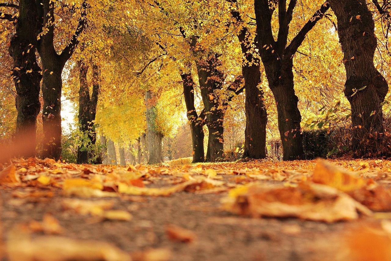 A peaceful autumn pathway lined with tall trees displaying vibrant golden and orange leaves, with fallen leaves covering the ground under warm sunlight.