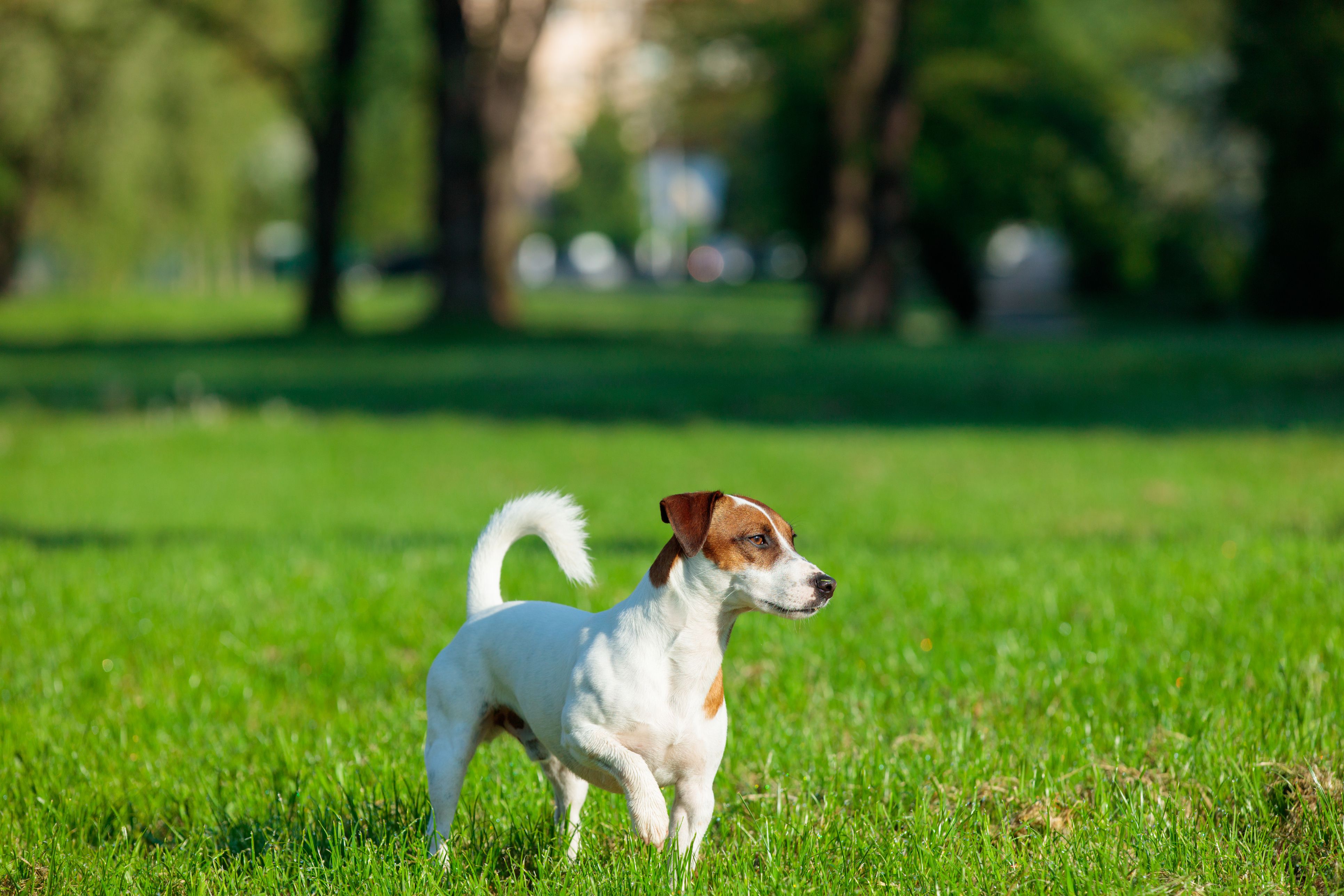 Small dog enjoying a sunny walk in a local park, representing Beckenham’s green spaces. Integra Estates – trusted estate agents Beckenham, connecting families with homes near parks, schools, and community hubs. Perfect for those searching ‘estate agents Beckenham’ or ‘sell my house near Beckenham parks